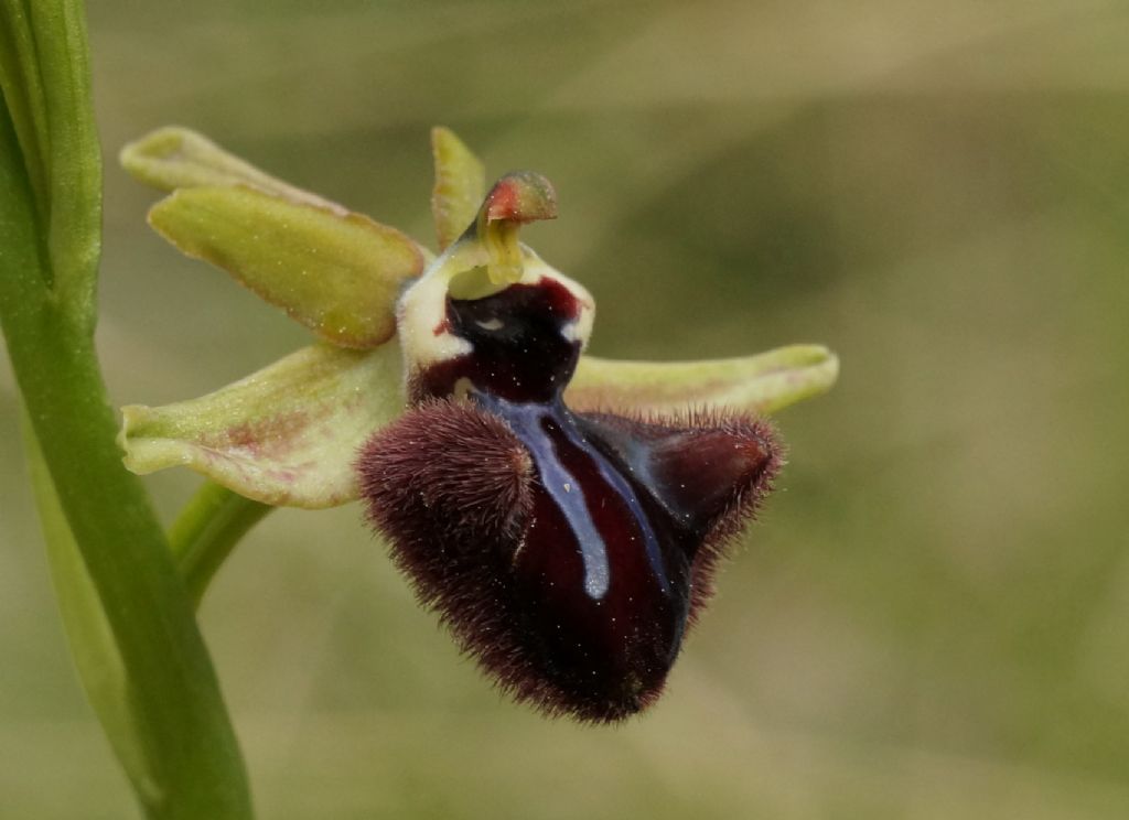 Ophrys sphegodes ?